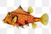 Exotic fish png sticker, animal illustration, transparent background. Free public domain CC0 image