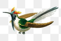 Bird png sticker, animal illustration, transparent background. Free public domain CC0 image