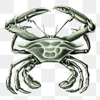 Crab png sticker, animal illustration, transparent background. Free public domain CC0 image