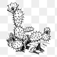 Cactus png sticker illustration, transparent background. Free public domain CC0 image