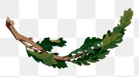 Oak branch png sticker, botanical illustration, transparent background. Free public domain CC0 image