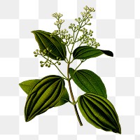 Cinnamon leaf png sticker, botanical illustration, transparent background. Free public domain CC0 image