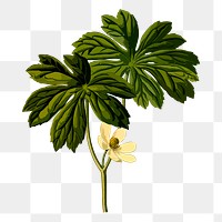 Flower png sticker, botanical illustration, transparent background. Free public domain CC0 image