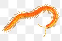 Centipede png sticker, animal illustration, transparent background. Free public domain CC0 image