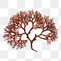 Moss png sticker illustration, transparent background. Free public domain CC0 image