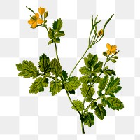 Flower png sticker, botanical illustration, transparent background. Free public domain CC0 image