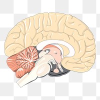 Brain png sticker illustration, transparent background. Free public domain CC0 image.