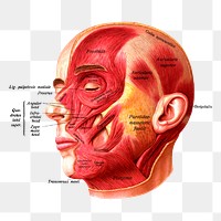 Head anatomy png sticker, transparent background. Free public domain CC0 image