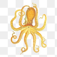 Octopus png sticker, animal illustration, transparent background. Free public domain CC0 image