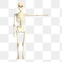 Skeleton  png sticker, transparent background. Free public domain CC0 image.