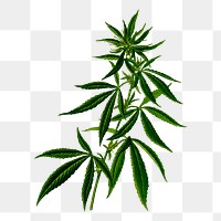 Cannabis png sticker, transparent background. Free public domain CC0 image.