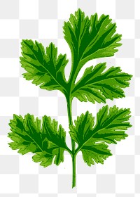 Coriander leaf png sticker, transparent background. Free public domain CC0 image.