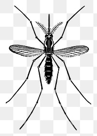 Mosquito png sticker, transparent background. Free public domain CC0 image.