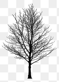 Leafless tree png sticker, transparent background. Free public domain CC0 image.