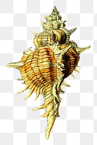 Spiky seashell png sticker, animal illustration, transparent background. Free public domain CC0 image