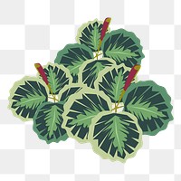 Calathea medallion png sticker house plant illustration, transparent background. Free public domain CC0 image.