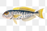 Goldeye fish png sticker, transparent background. Free public domain CC0 image.