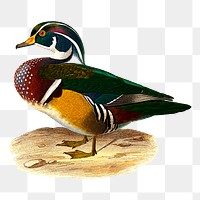 Carolina duck png sticker, transparent background. Free public domain CC0 image.