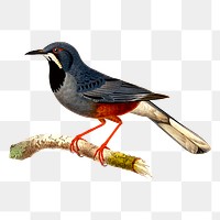 Png red-legged thrush bird  sticker, transparent background. Free public domain CC0 image.