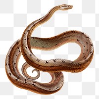 Boa snake png sticker, transparent background. Free public domain CC0 image.