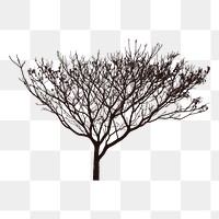 Leafless tree png sticker, black and white illustration, transparent background. Free public domain CC0 image.