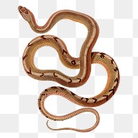 Cuban snake png sticker, transparent background. Free public domain CC0 image.