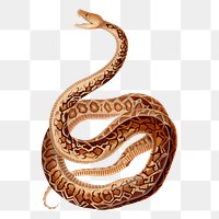 Snake png sticker, transparent background. Free public domain CC0 image.