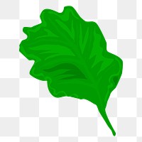 Lettuce png sticker, transparent background. Free public domain CC0 image.