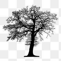 Leafless tree silhouette png sticker, transparent background. Free public domain CC0 image.