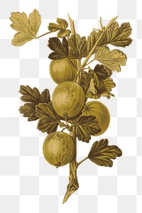 Gooseberry fruit png sticker, transparent background. Free public domain CC0 image.