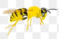 Wasp png sticker animal illustration, transparent background. Free public domain CC0 image.