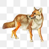 Coyote png sticker animal illustration, transparent background. Free public domain CC0 image.