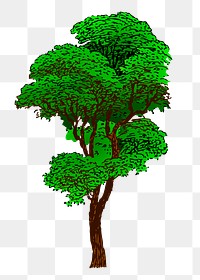 Big tree png sticker nature illustration, transparent background. Free public domain CC0 image.