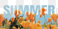 Summer word png border sticker, poppy design on torn paper, transparent background