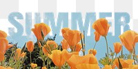 Summer word png border sticker, poppy design, transparent background