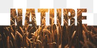 Nature word png border sticker, barley field  design, transparent background