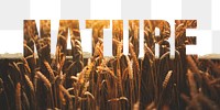 Nature word png border sticker, barley field  design on torn paper, transparent background