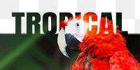 Tropical word png border sticker, parrot design, transparent background