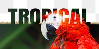 Tropical word png border sticker, parrot design on torn paper, transparent background