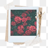 Red rose png sticker instant photo, aesthetic flower design, transparent background