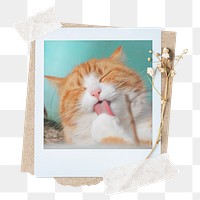 Cute cat png sticker instant photo, aesthetic flower design, transparent background