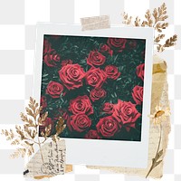 Red rose png sticker instant photo, aesthetic leaf design, transparent background