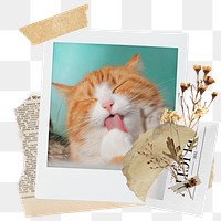 Cute cat png sticker instant photo, aesthetic flower design, transparent background