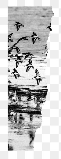Birds png border, torn paper design, transparent background
