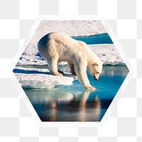 Polar bear png walking on ice sticker, hexagon badge on transparent background