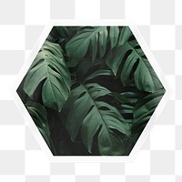 Monstera leaf png sticker, hexagon badge on transparent background