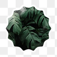 Monstera leaf png starburst badge sticker on transparent background