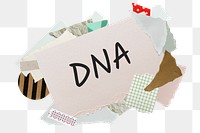 DNA png word sticker, aesthetic paper collage typography, transparent background