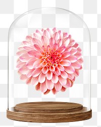 Pink dahlia png glass dome sticker, Spring flower concept art, transparent background