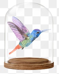 Flying hummingbird png glass dome sticker, animal concept art, transparent background